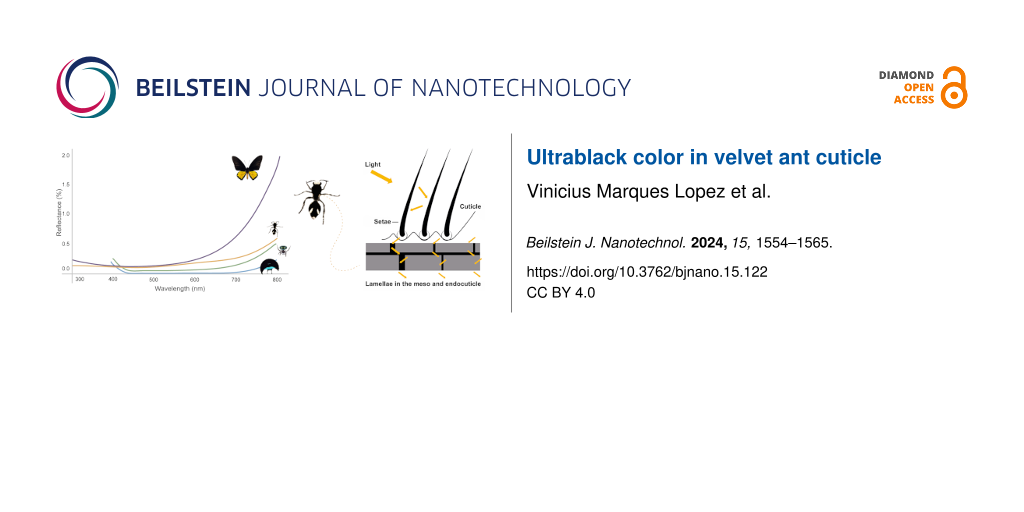 Ultrablack color in velvet ant cuticle