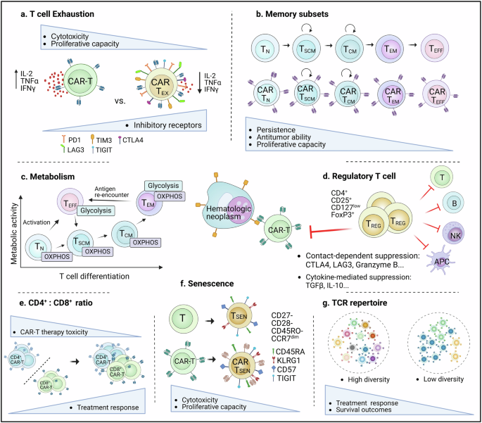 Impact of T cell characteristics on CAR-T cell therapy in hematological malignancies