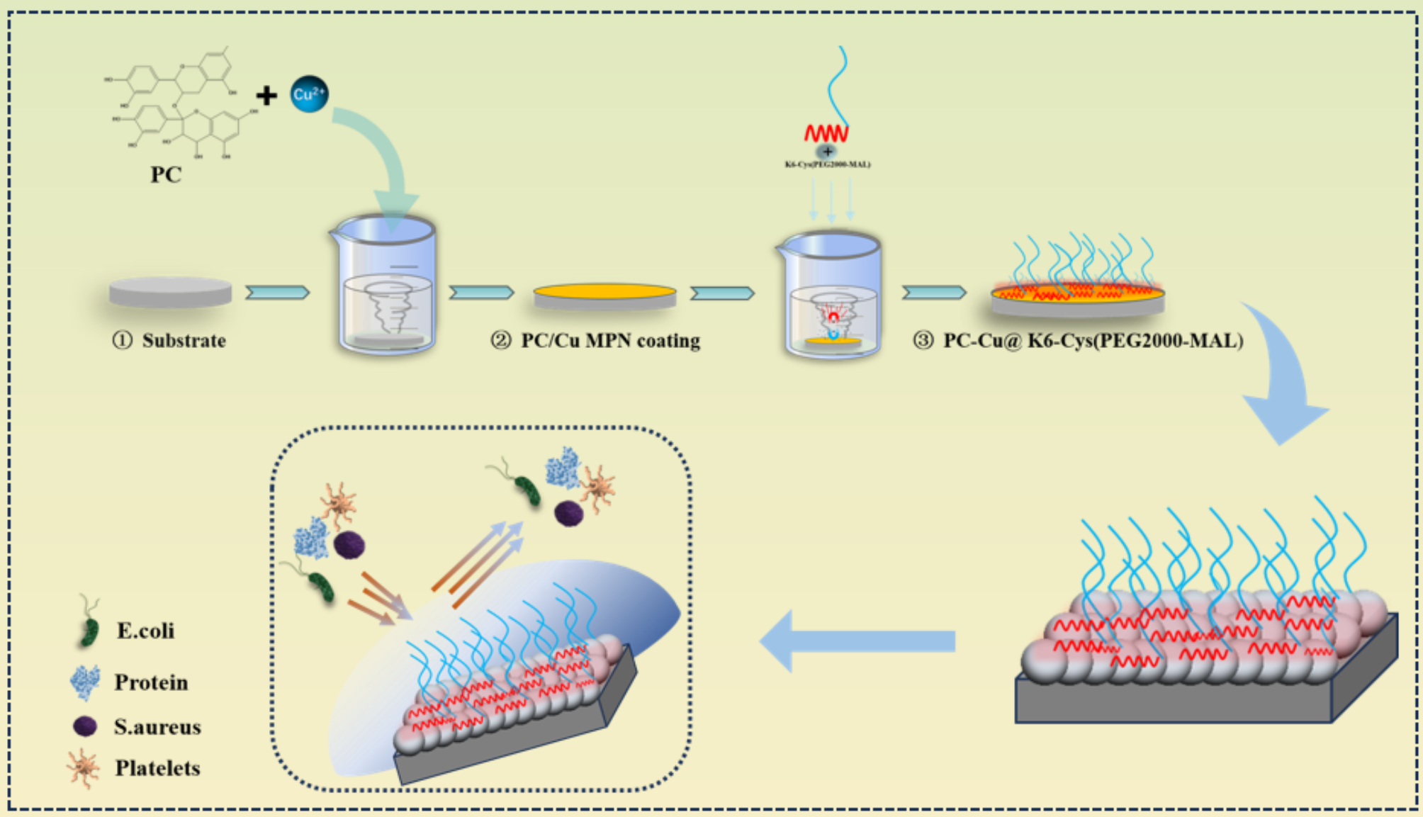 A green, versatile, and facile strategy for anti-biofouling surface with ultra-high graft density polyethylene glycol