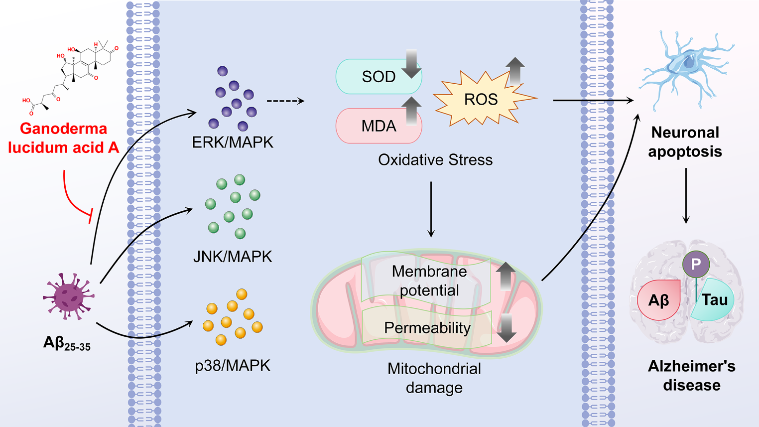 Ganoderic acid a alleviates Aβ25−35-induced HT22 cell apoptosis through the ERK/MAPK pathway: a system pharmacology and in vitro experimental validation