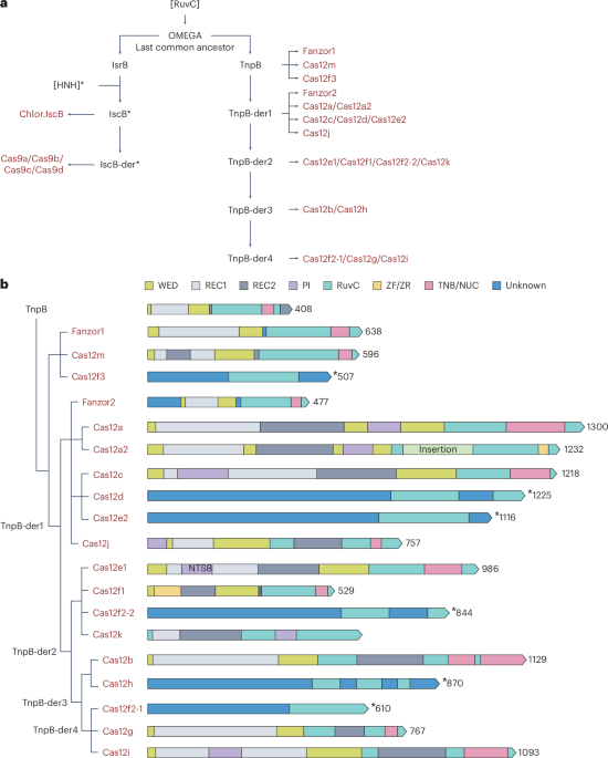 Biology and applications of CRISPR–Cas12 and transposon-associated homologs