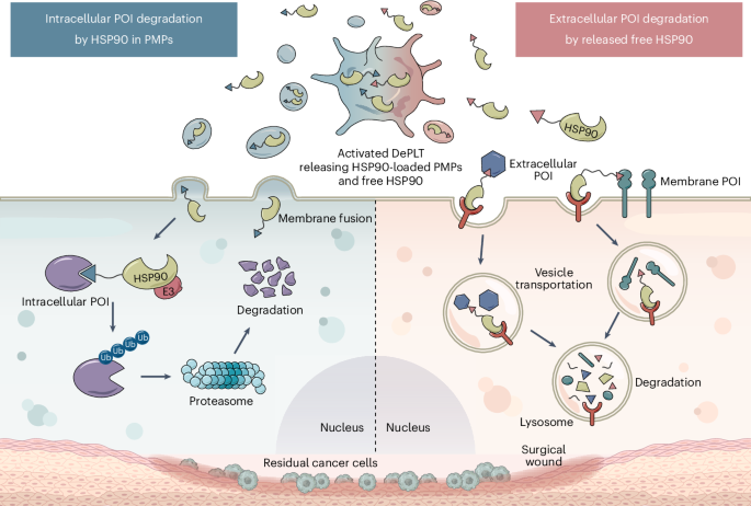 Proteolytic platelets as targeted protein degraders