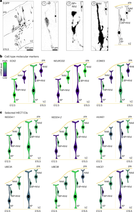 Understanding ubiquitination in neurodevelopment by integrating insights across space and time