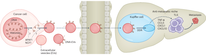 Anti-metastatic extracellular vesicles carrying DNA