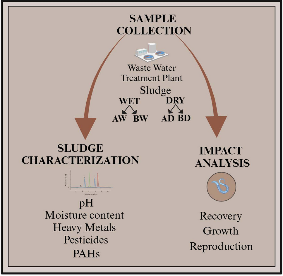 Toxicity assessment of wastewater treatment plant sludge using Caenorhabditis elegans