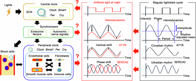 Chronobiological rhythms and artificial light at night in vascular physiology and pathology