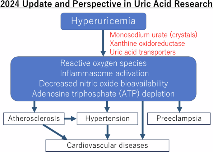 Current updates and future perspectives in uric acid research, 2024