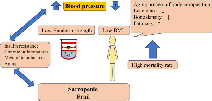 Combining body mass index and muscle function in investigating mortality among older hypertensive patients