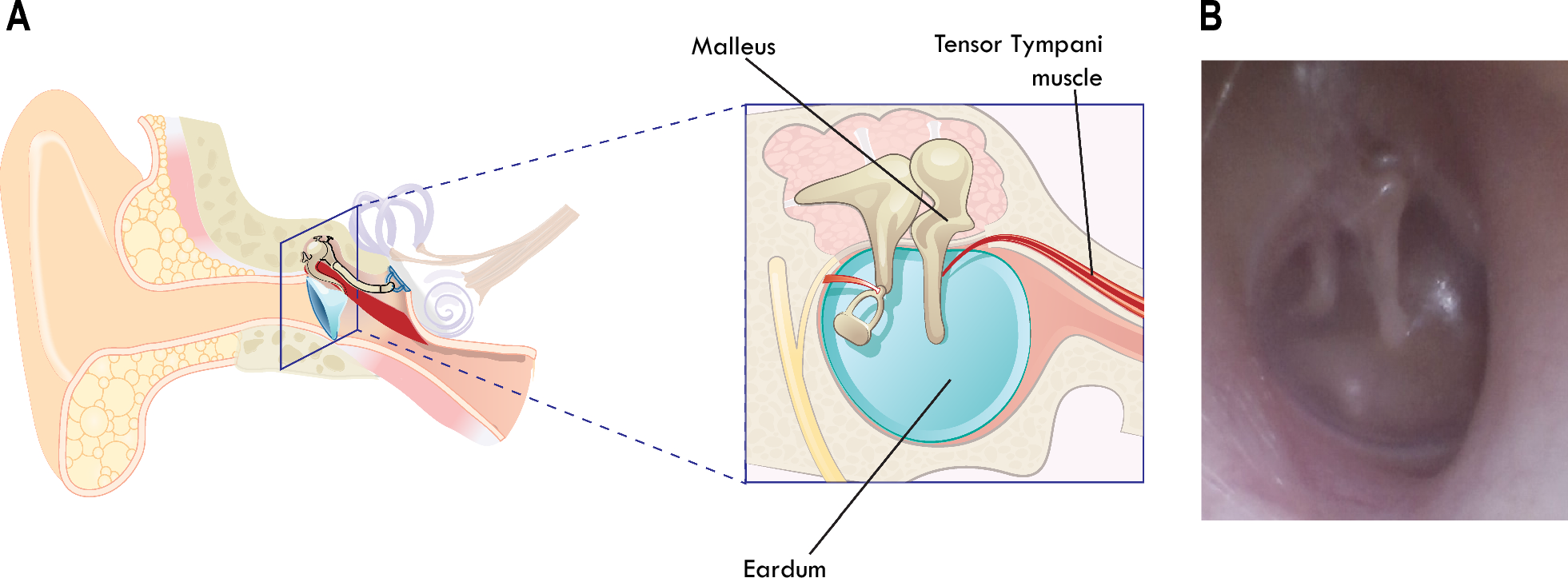 Exploring the ’EarSwitch’ concept: a novel ear based control method for assistive technology