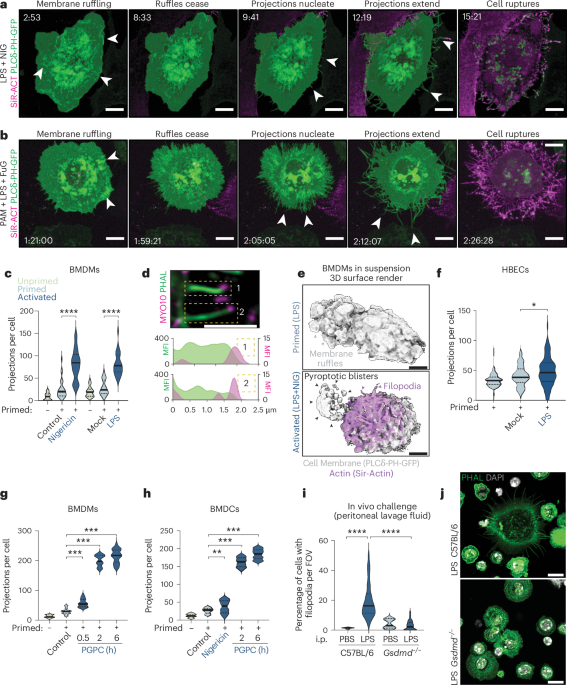 Pyroptotic cell corpses are crowned with F-actin-rich filopodia that engage CLEC9A signaling in incoming dendritic cells