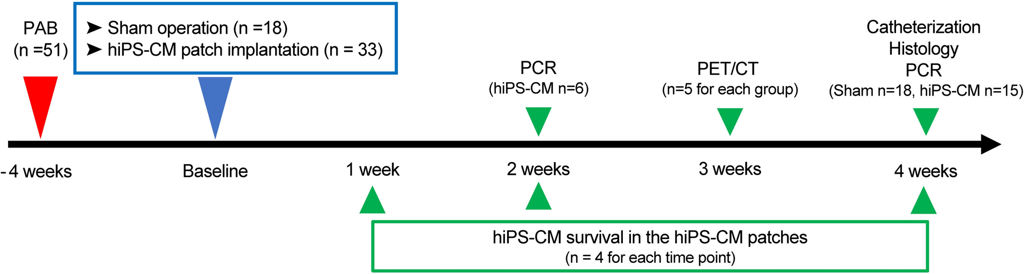 Human induced pluripotent stem cell-derived cardiomyocyte patches ameliorate right ventricular function in a rat pressure-overloaded right ventricle model