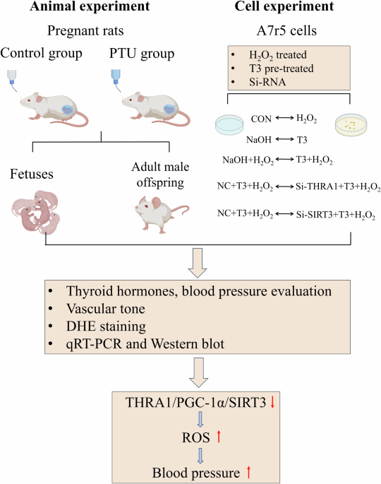 THRA1/PGC-1α/SIRT3 pathway regulates oxidative stress and is implicated in hypertension of maternal hypothyroid rat offspring