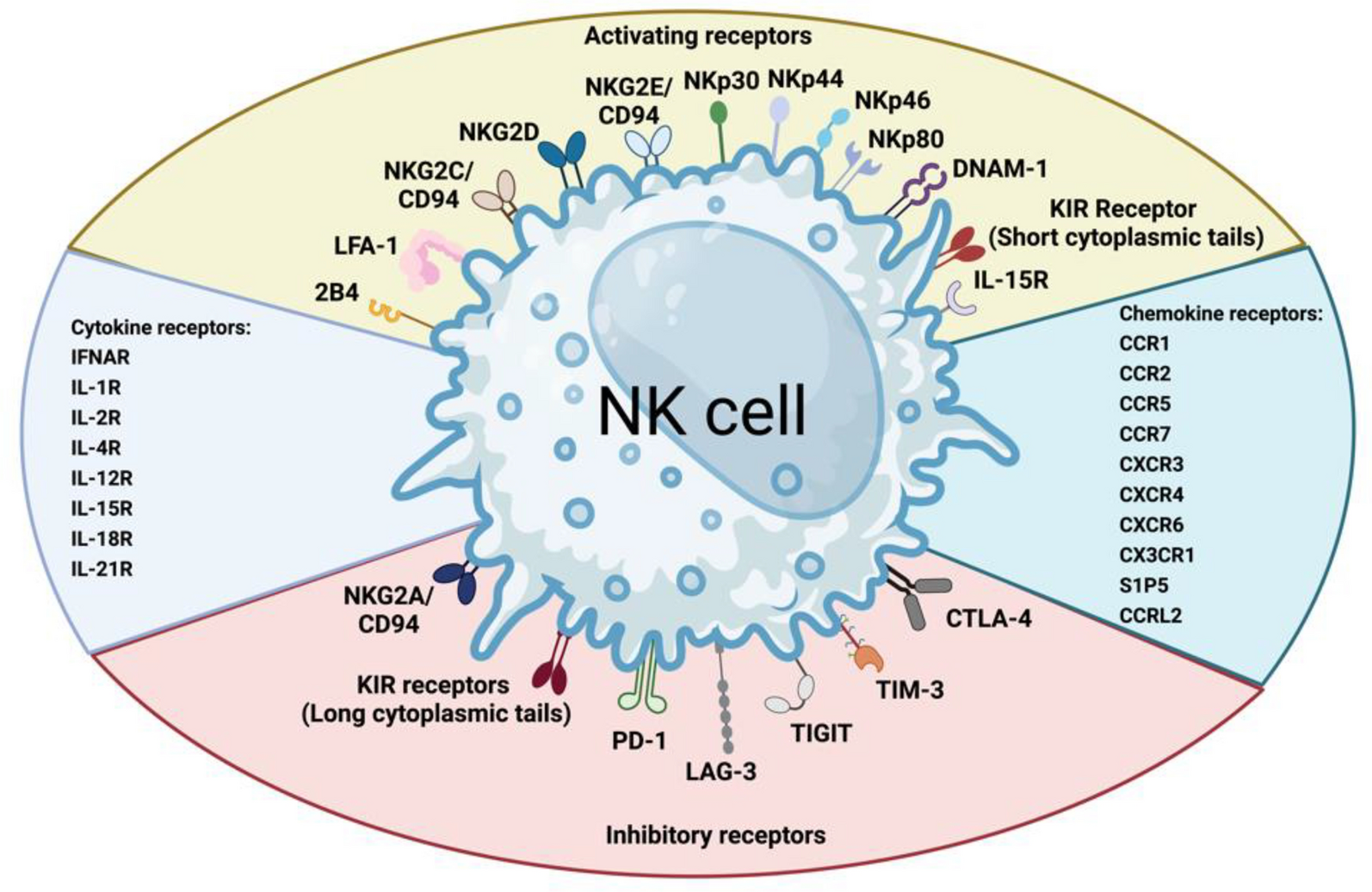 The development and application of chimeric antigen receptor natural killer (CAR-NK) cells for cancer therapy: current state, challenges and emerging therapeutic advances