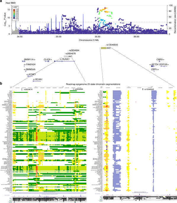 Enhanced osteogenic potential of iPSC-derived mesenchymal progenitor cells following genome editing of GWAS variants in the RUNX1 gene