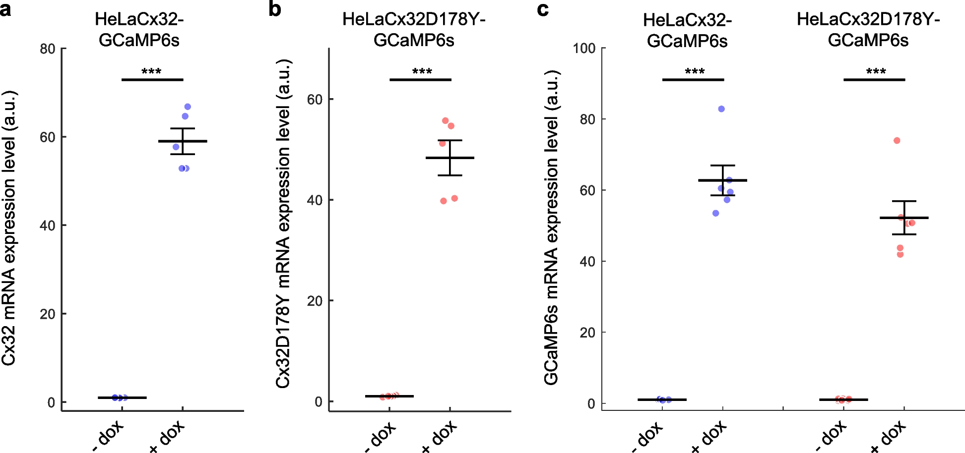 A fully human IgG1 antibody targeting connexin 32 extracellular domain blocks CMTX1 hemichannel dysfunction in an in vitro model