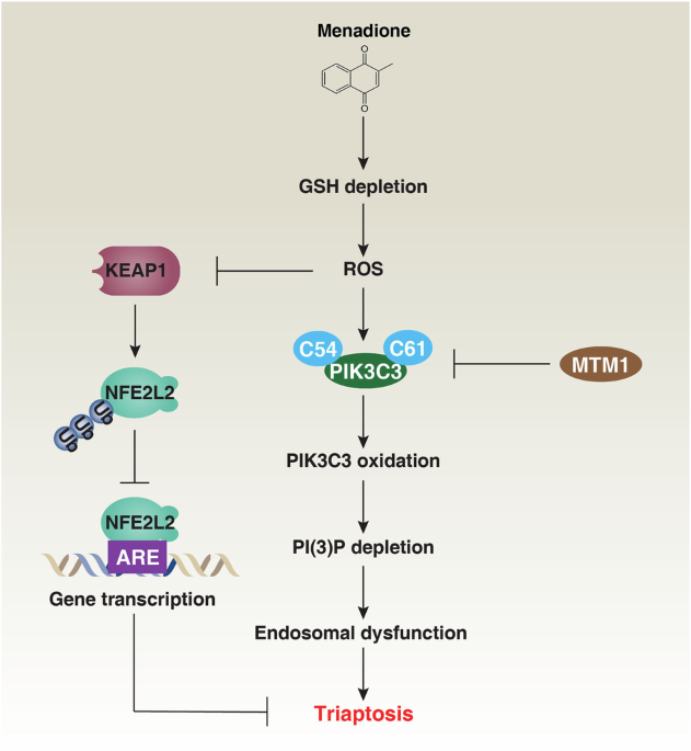 Triaptosis: an endosome-dependent cell death modality