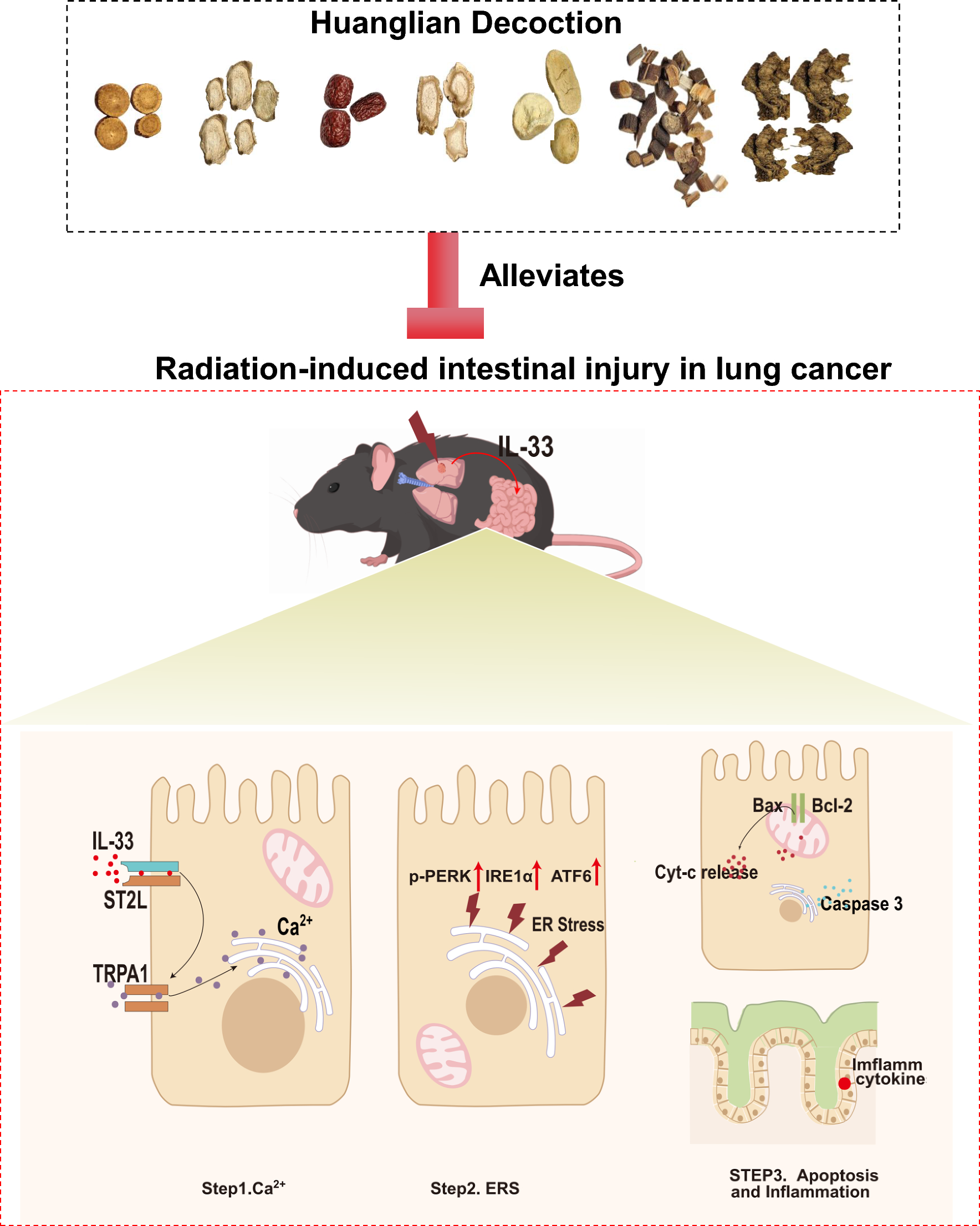 Huanglian decoction prevents and treats radiation-induced intestinal injury in lung cancer by regulating endoplasmic reticulum stress