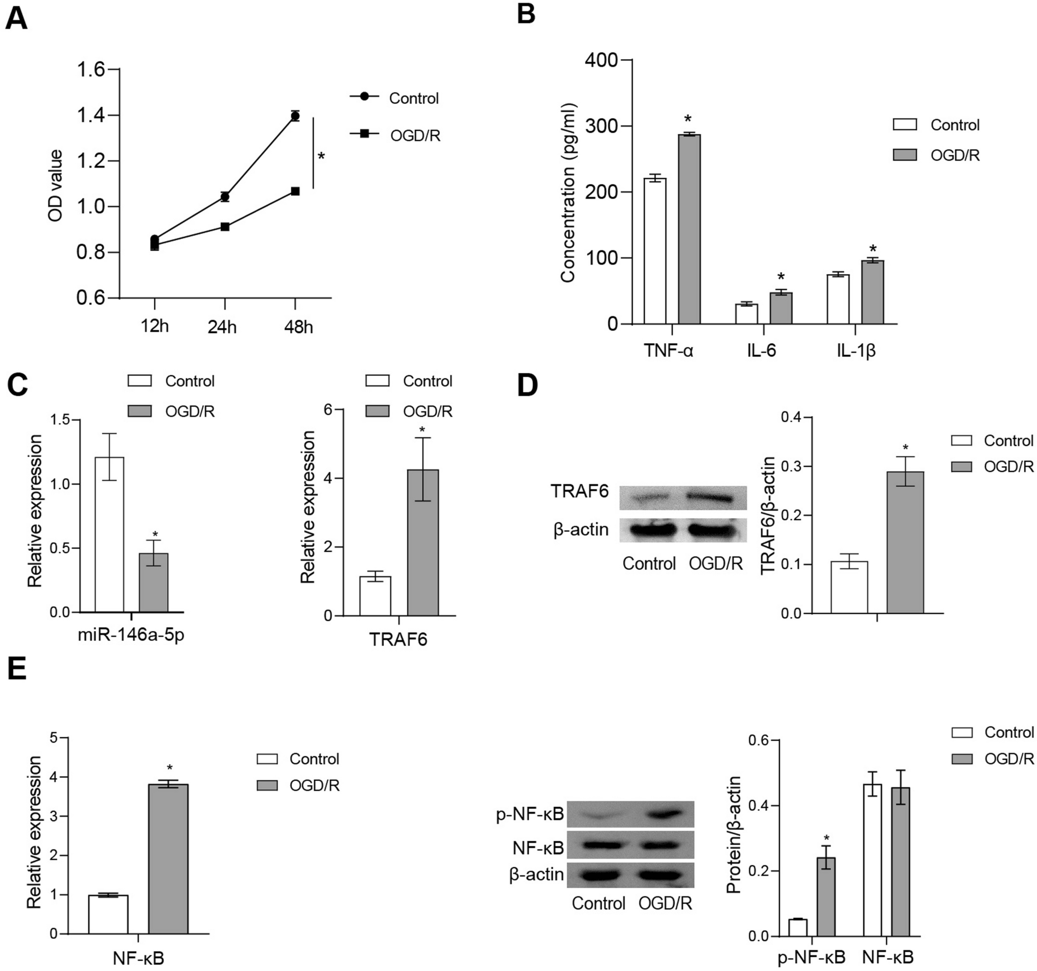 MiR-146a-5p downregulated TRAF6/NF-κB p65 pathway to attenuate the injury of HT-22 cells induced by oxygen–glucose deprivation/reoxygenation