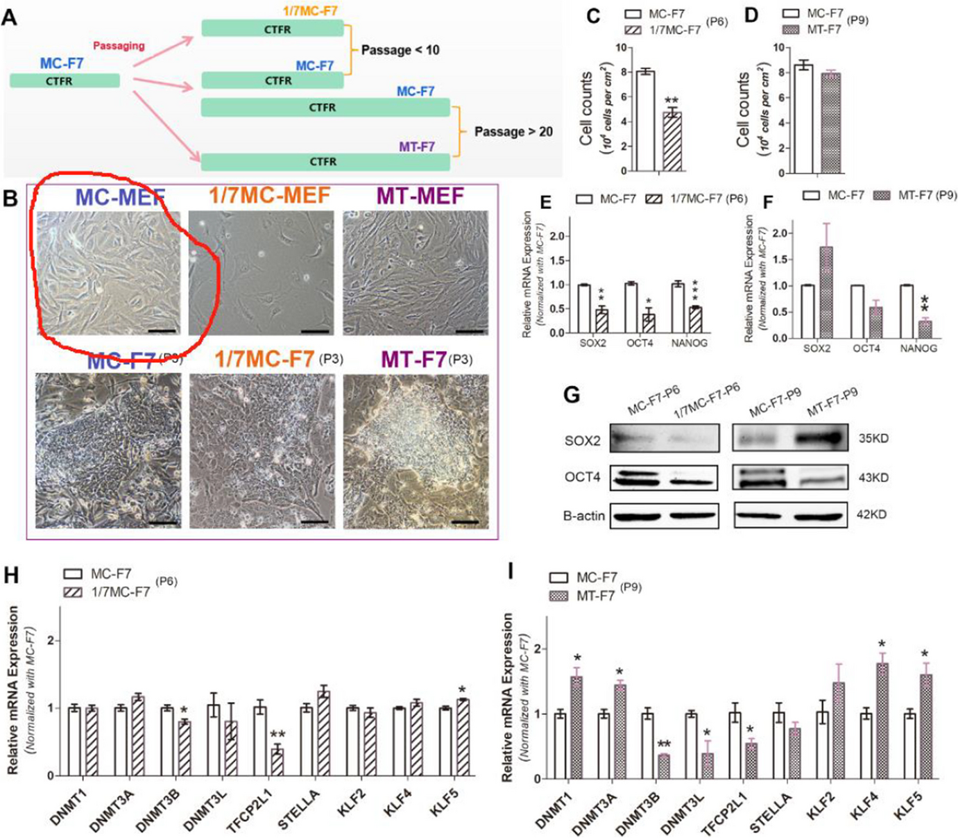 Correction: The adaptation of bovine embryonic stem cells to the changes of feeder layers