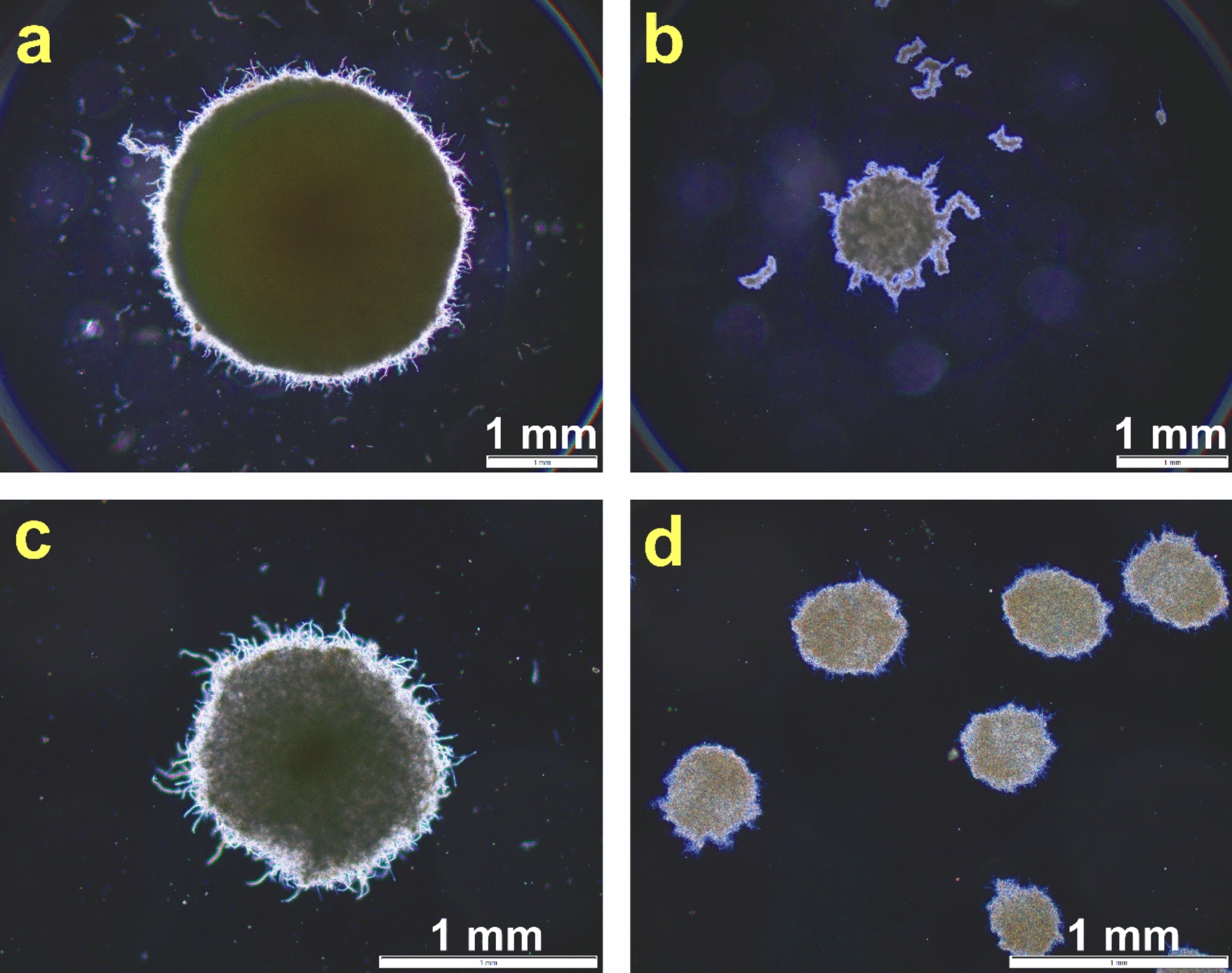 Changing the Inoculum Type From Preculture to Spore Suspension Markedly Alters the Production of Secondary Metabolites in Filamentous Microbial Coculture