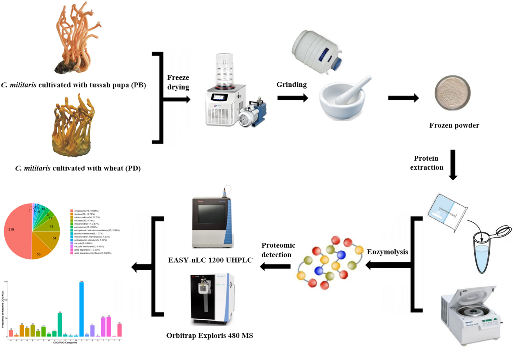 Proteomic Analysis Reveals Differentially Expressed Proteins in Cordyceps militaris Cultured with Different Media