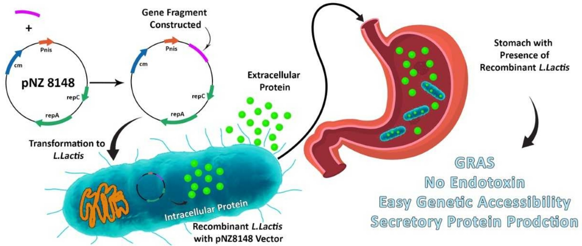 Is Lactococcus lactis a Suitable Candidate for Use as a Vaccine Delivery System Against Helicobacter pylori?