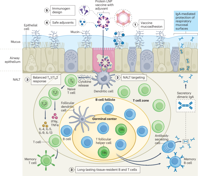 Challenges for developing broad-based mucosal vaccines for respiratory viruses