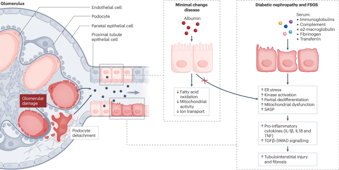 Crosstalk between glomeruli and tubules