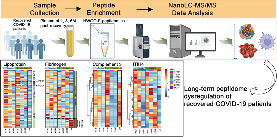 Long-term dysregulation of plasma peptidome in mild and multiple COVID-19 recovered patients revealed by a novel efficient peptidomics workflow