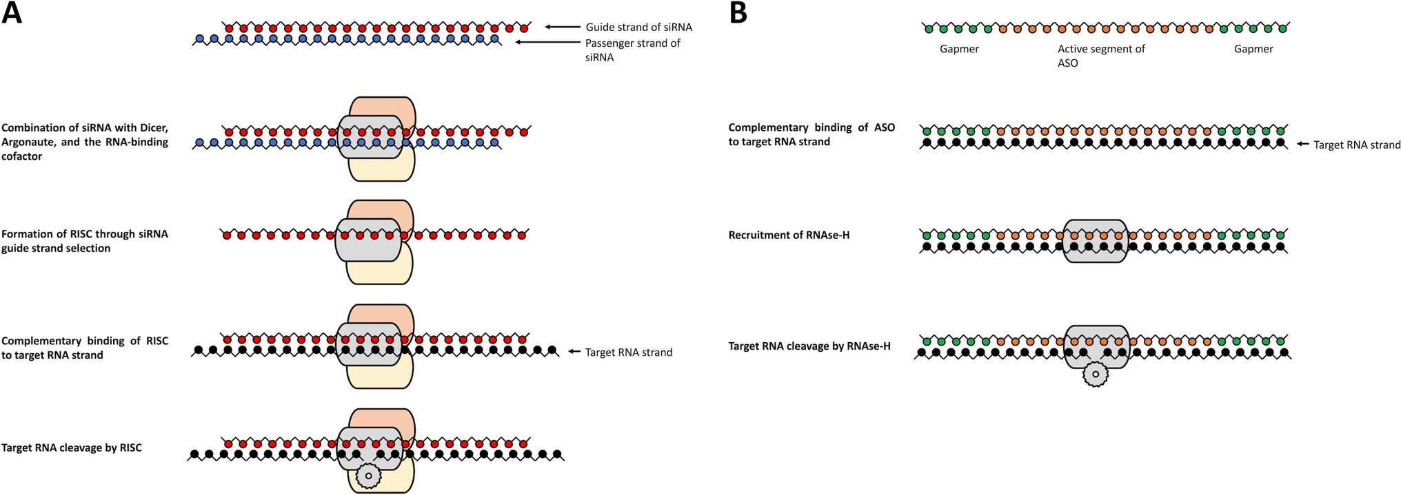 Investigational RNA Interference Agents for Hepatitis B