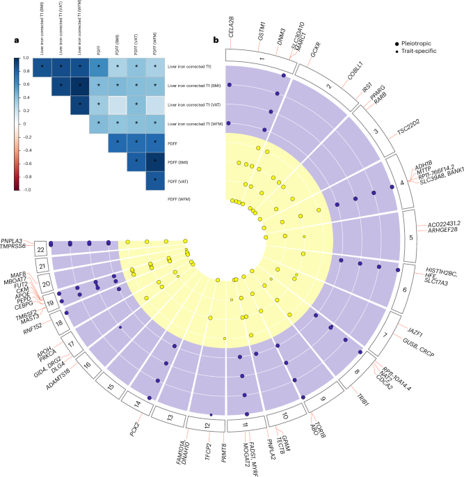 Partitioned polygenic risk scores identify distinct types of metabolic dysfunction-associated steatotic liver disease