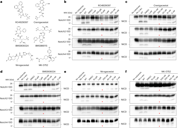 Structural basis of human γ-secretase inhibition by anticancer clinical compounds