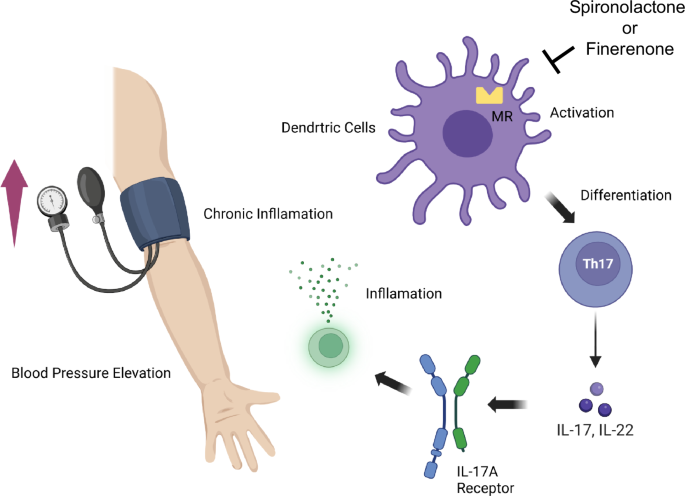 Further development in the trees of the immune system is expected to elucidate the mechanisms of blood pressure elevation