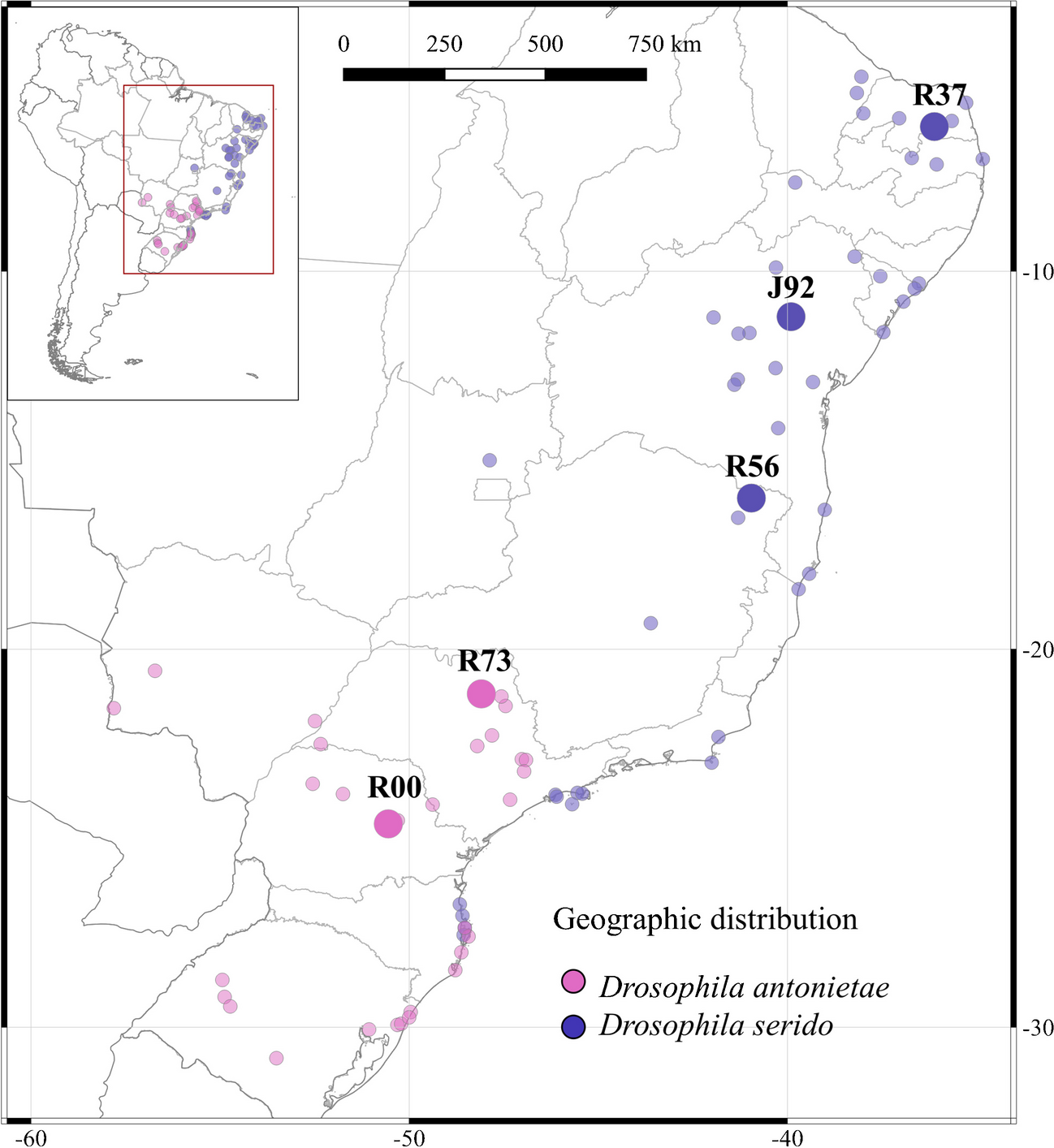 Genome location, evolution and centromeric contribution of satellite DNAs shared between the two closely related species Drosophila serido and D. antonietae (repleta group, buzzatii cluster)