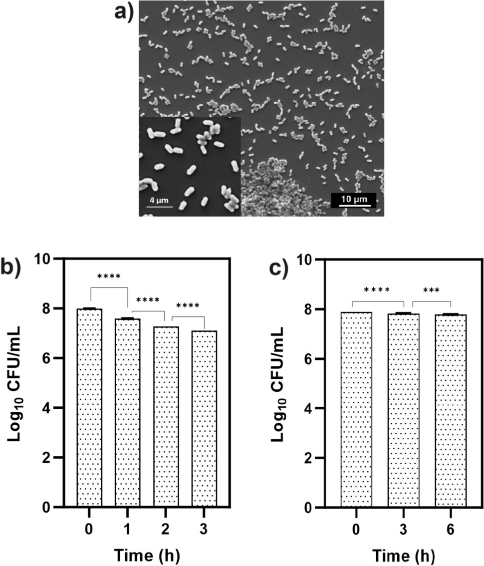 Complete Genome Sequence and In Vitro Probiotic Assessment of Bacillus subtilis DC-11 Isolated from Traditionally Fermented Idli Batter