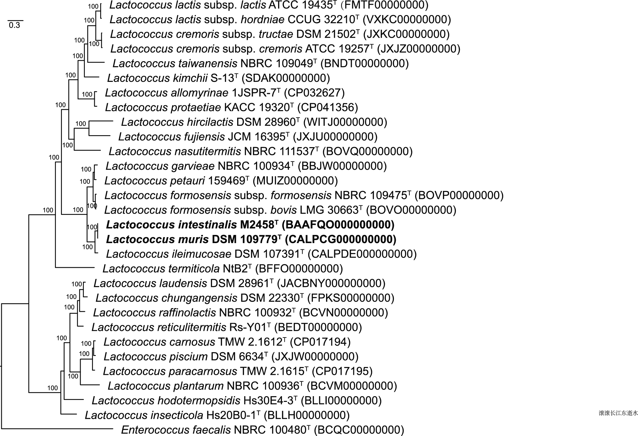 Proposal of Lactococcus intestinalis Sun et al. 2024 as a Later Heterotypic Synonym of Lactococcus muris Afrizal et al. 2023