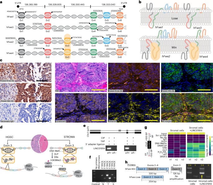 Ovarian tumor cells gain competitive advantage by actively reducing the cellular fitness of microenvironment cells