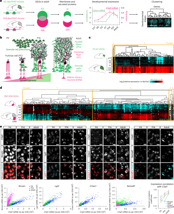 Stepwise molecular specification of excitatory synapse diversity onto cerebellar Purkinje cells