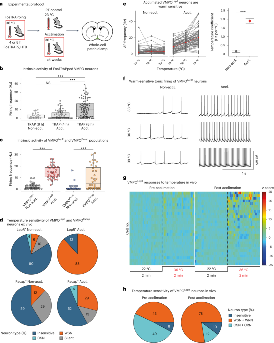 Thermally induced neuronal plasticity in the hypothalamus mediates heat tolerance