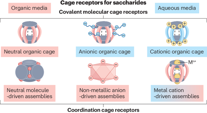 Synthetic molecular cage receptors for carbohydrate recognition