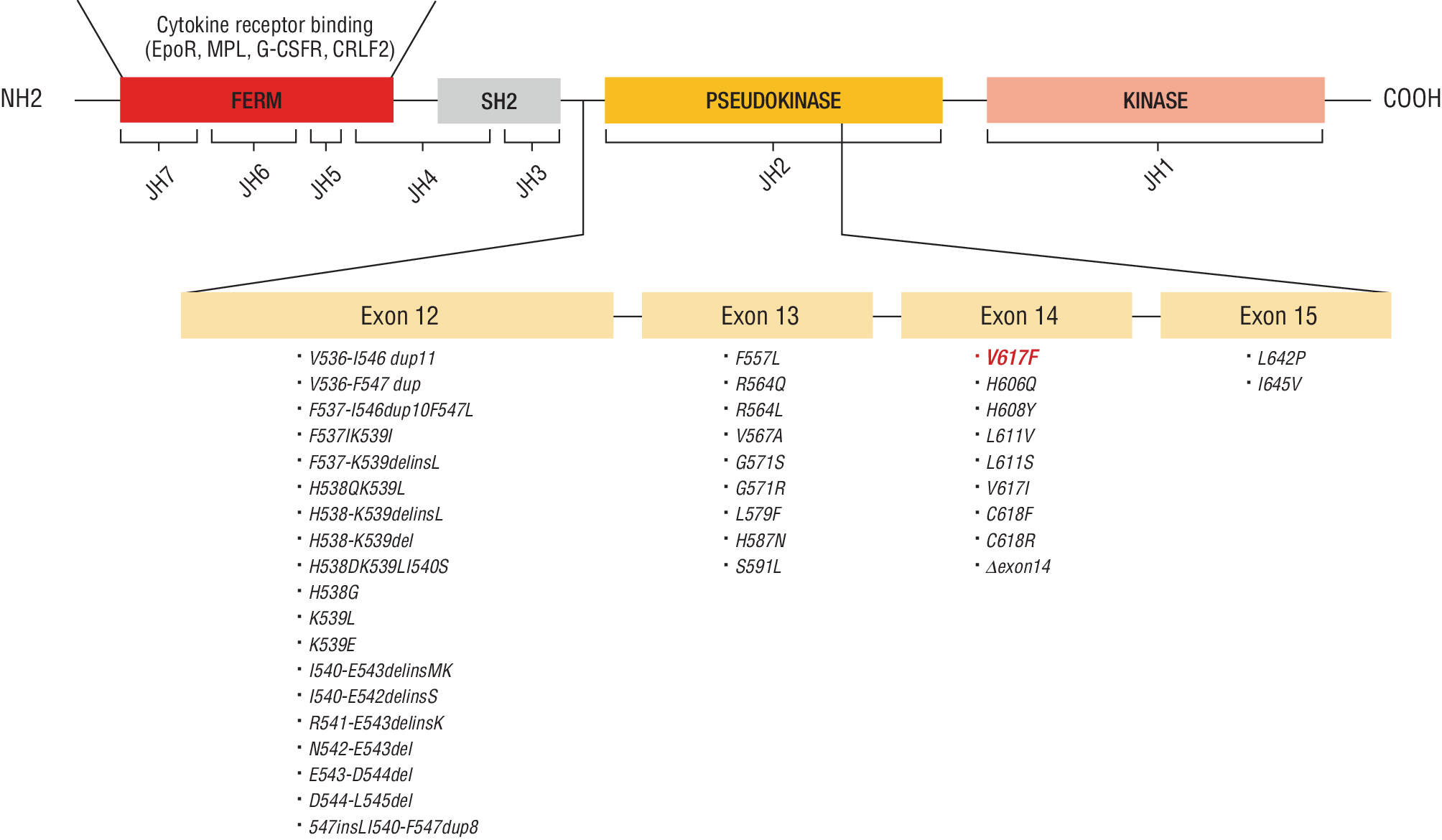 JAK2 mutations in polycythemia vera: from molecular origins to inflammatory pathways and clinical implications