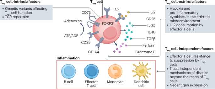 The ‘Treg paradox’ in inflammatory arthritis