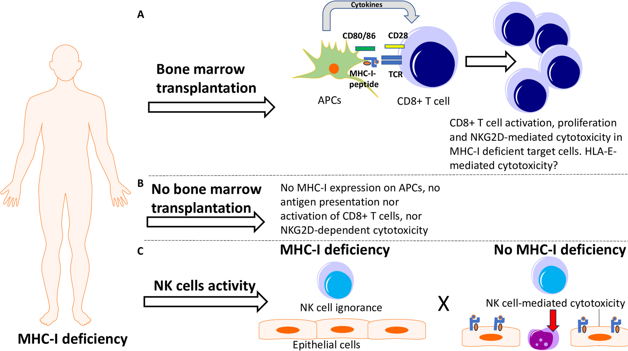 The function of CD8 + T cells in the absence of MHC-I in target cells: what to learn from the deficiency of MHC-I expression in humans