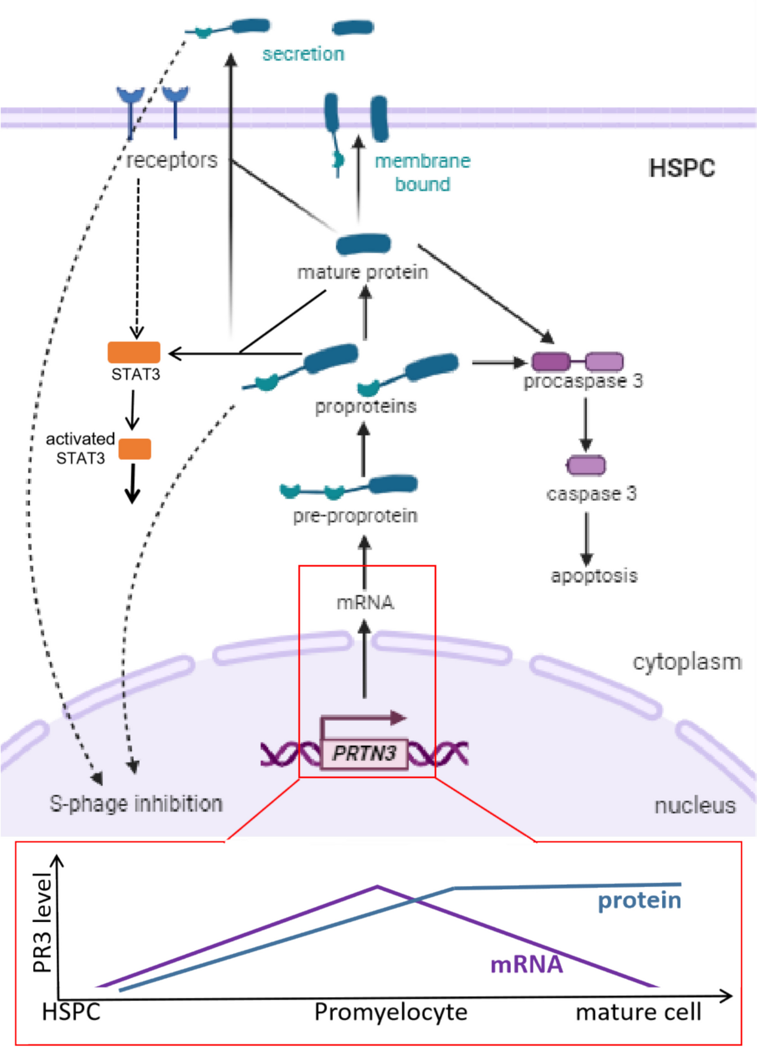 Versatile roles for neutrophil proteinase 3 in hematopoiesis and inflammation