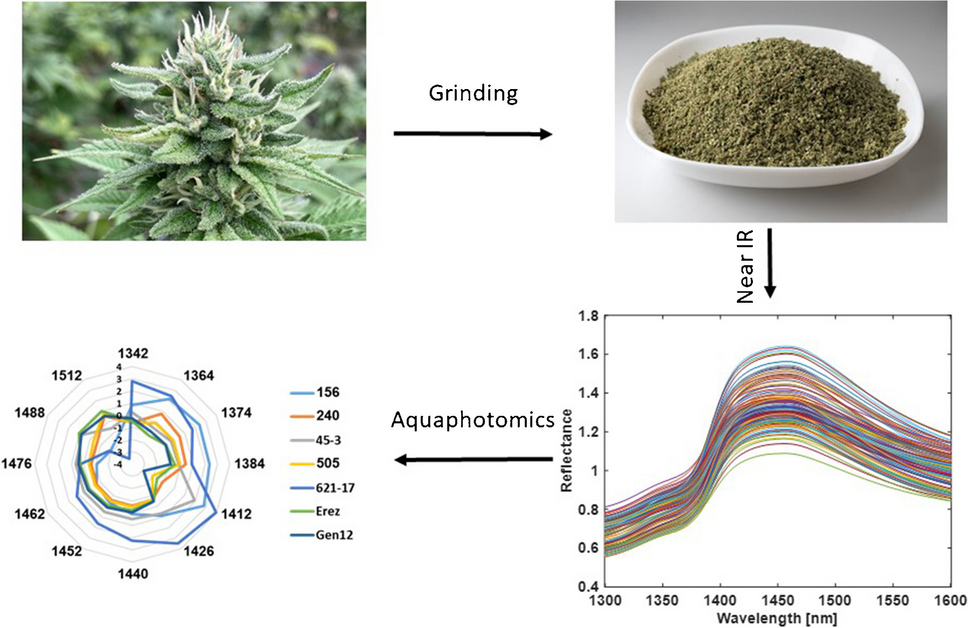 Aquaphotomics study of fresh cannabis inflorescence: near infrared spectral analysis of water matrix structures