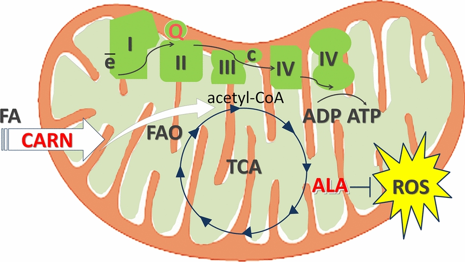 Prooxidant state in anticancer drugs and prospect use of mitochondrial cofactors and anti-inflammatory agents in cancer prevention