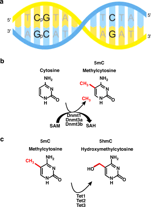 Fundamentals of DNA methylation in development