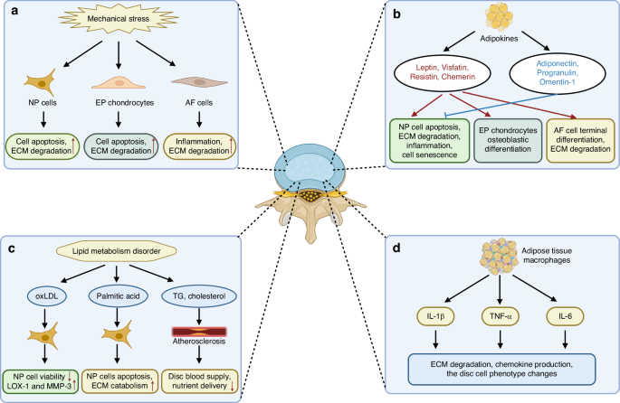 Cellular and molecular mechanisms underlying obesity in degenerative spine and joint diseases