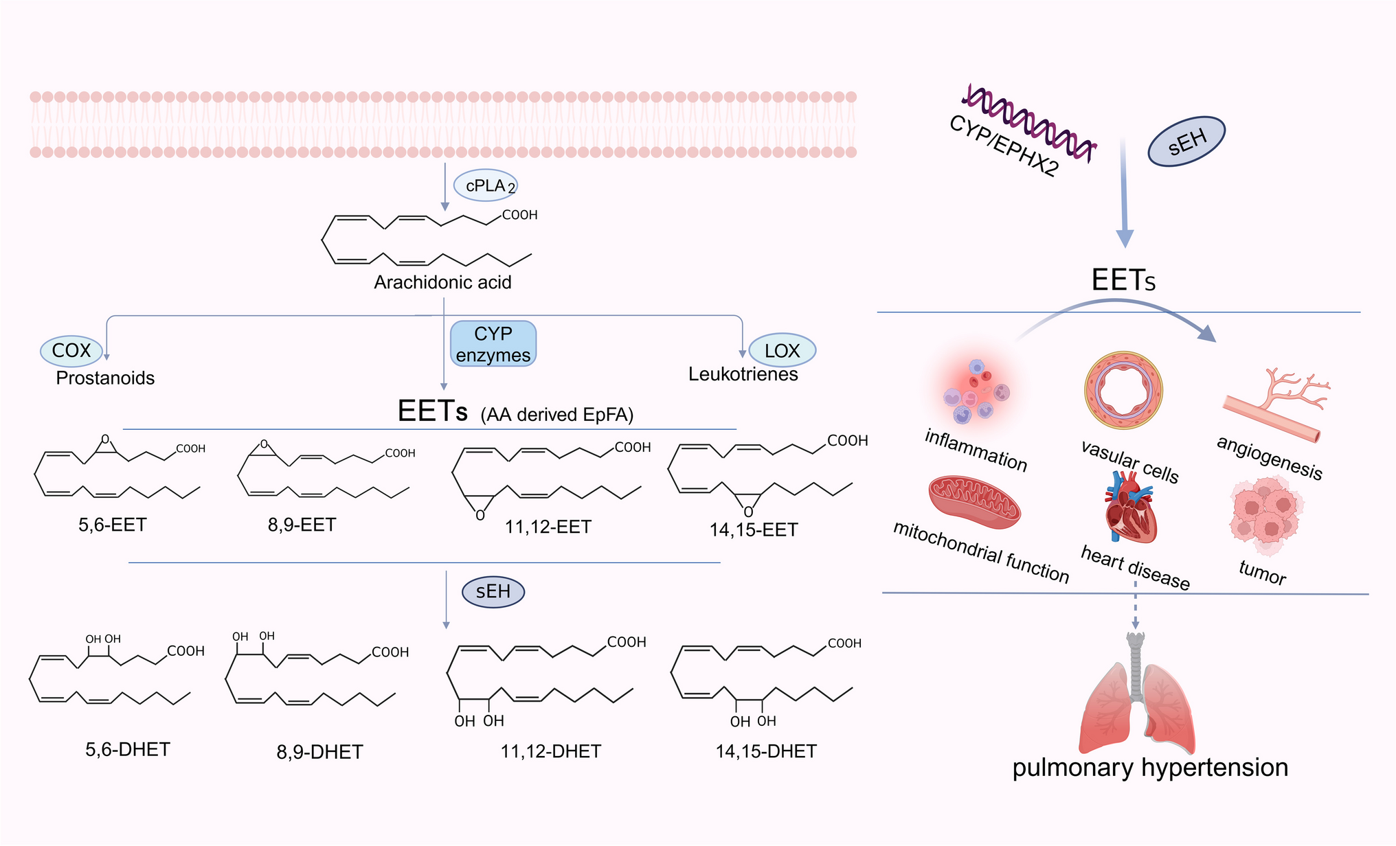 Cytochrome P450-derived Epoxyeicosatrienoic Acid, the Regulation of Cardiovascular-related Diseases, and the Implication for Pulmonary Hypertension