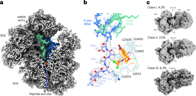 Visualizing antibiotic action in a pathogenic bacterium at atomic to cellular scale